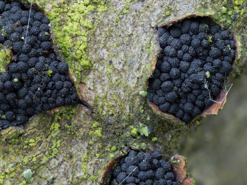 Nitschkia parasitans